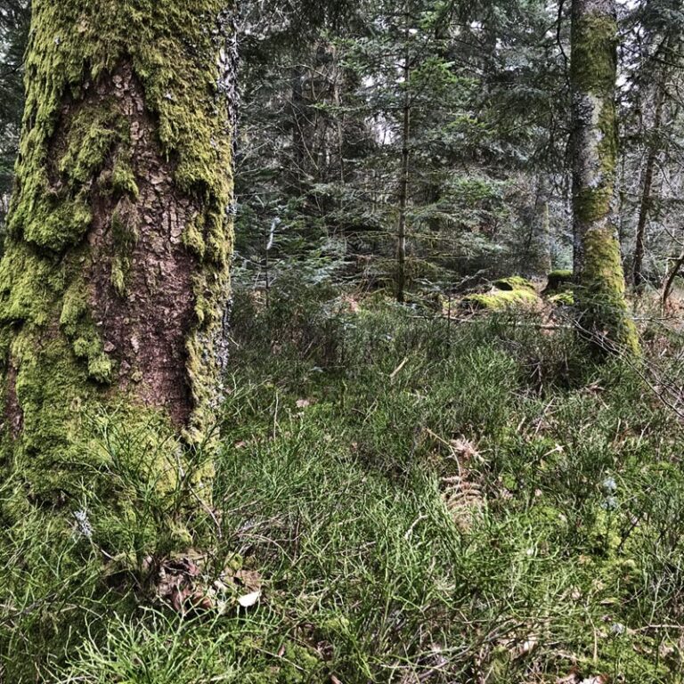 photographie d'une forêt avec des arbres